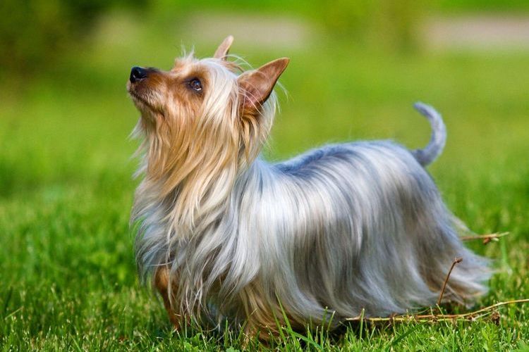 Terrier soyeux australien