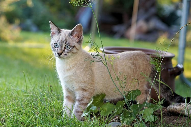 Un chat dans le jardin