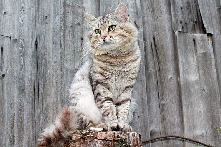 Le chat est assis sur une souche.