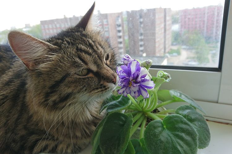 Le chat renifle des violettes