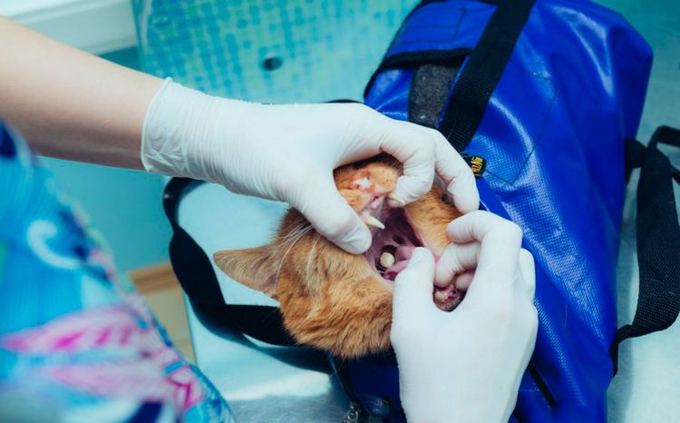 Comment donner un comprimé à un chat