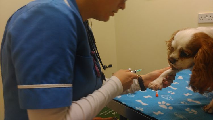 Prélèvement sanguin chez un chien