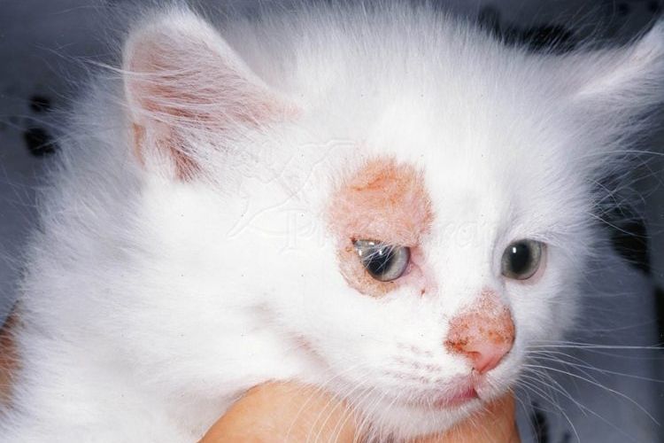 Champignons chez un chaton