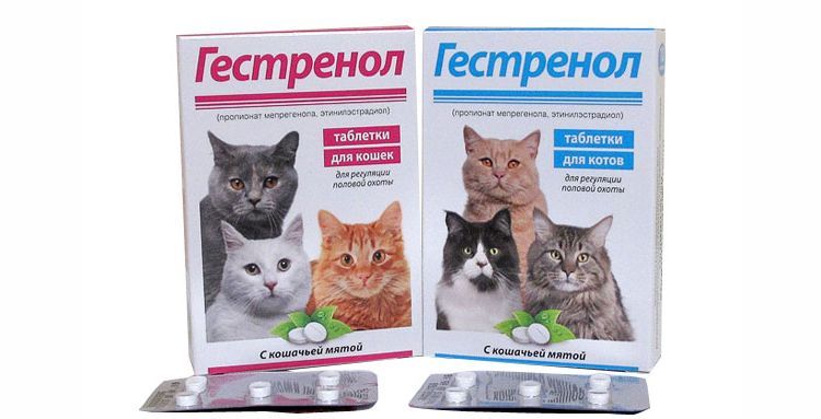 Comprimés de Gestrenol pour chats