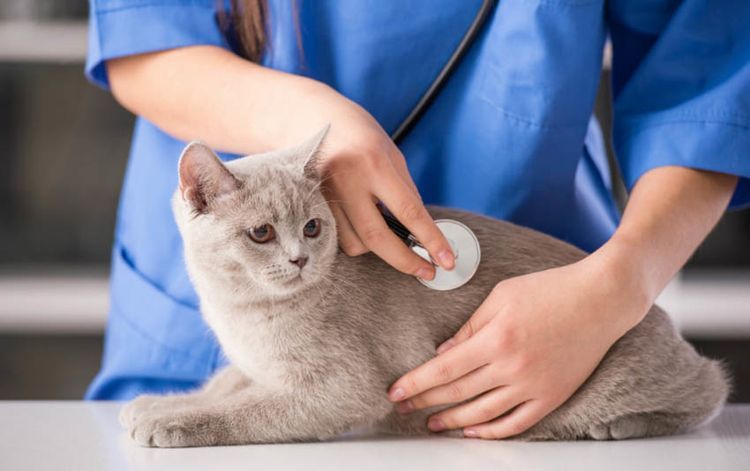 Un chat chez le vétérinaire