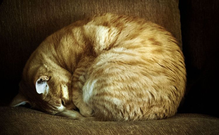 Le chat s'est mis en boule.