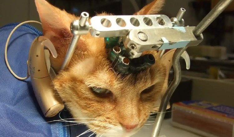 Diagnostic d'accident vasculaire cérébral chez le chat