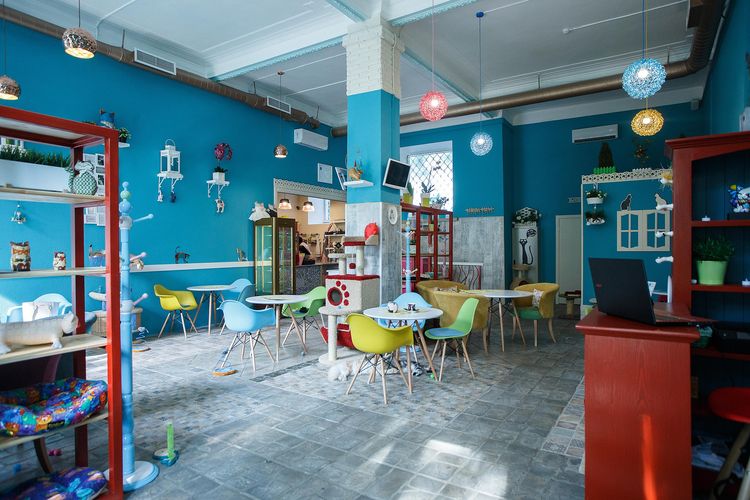 Café Catomania (Club de détente pour chats)