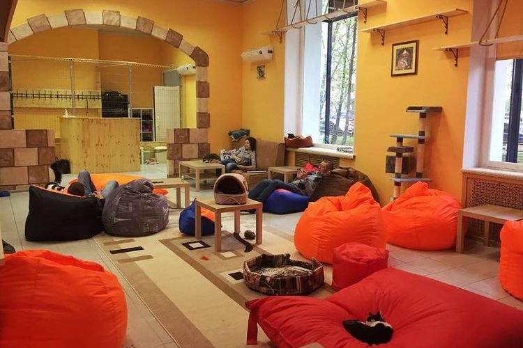 Café Kitties Enotiki