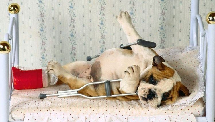 Chien avec une fracture