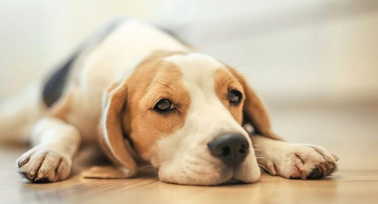 L'apathie chez un chien