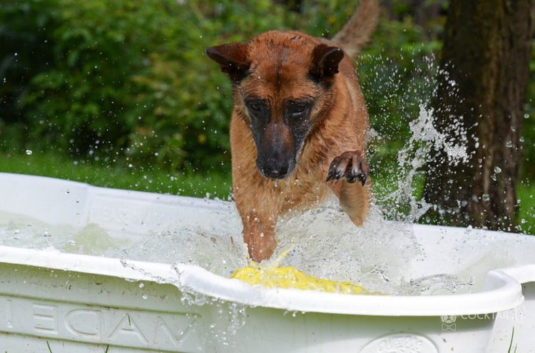 Le chien saute dans la baignoire