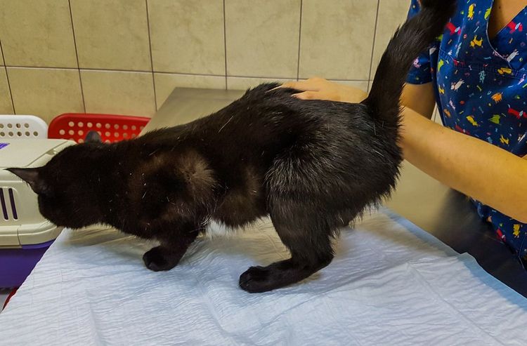 Palpation de la vessie chez un chat