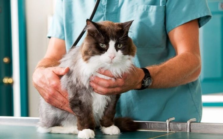 Un chat chez le vétérinaire