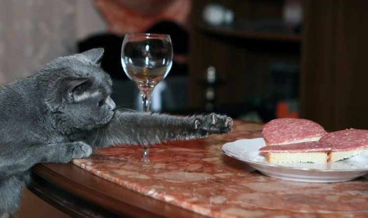 Le chat vole des saucisses