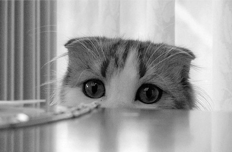 Le chaton regarde la table