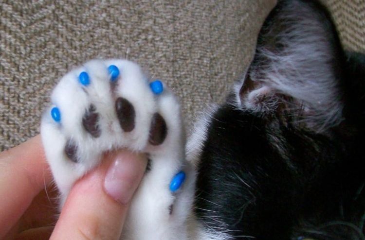 Protection anti-griffures pour chat