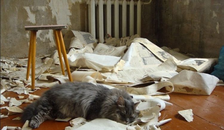 Chat et papier peint