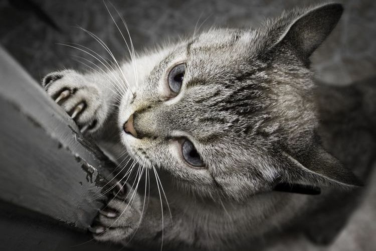 Le chat aiguise ses griffes sur la porte