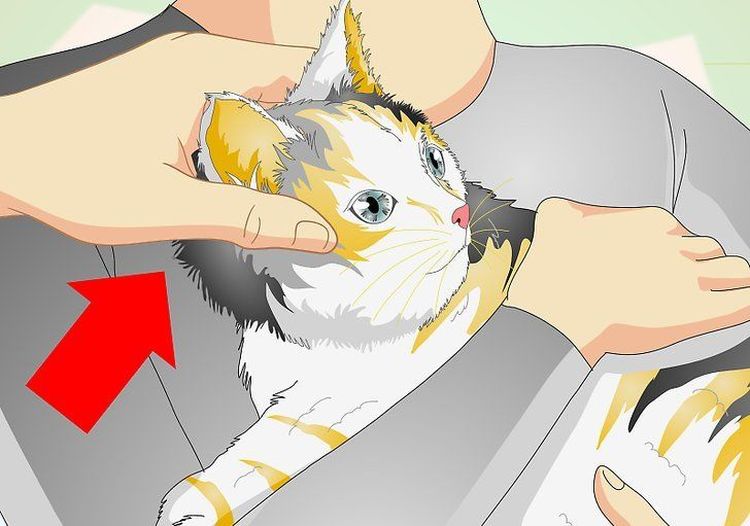 Mesurer la température d'un chat avec un thermomètre auriculaire