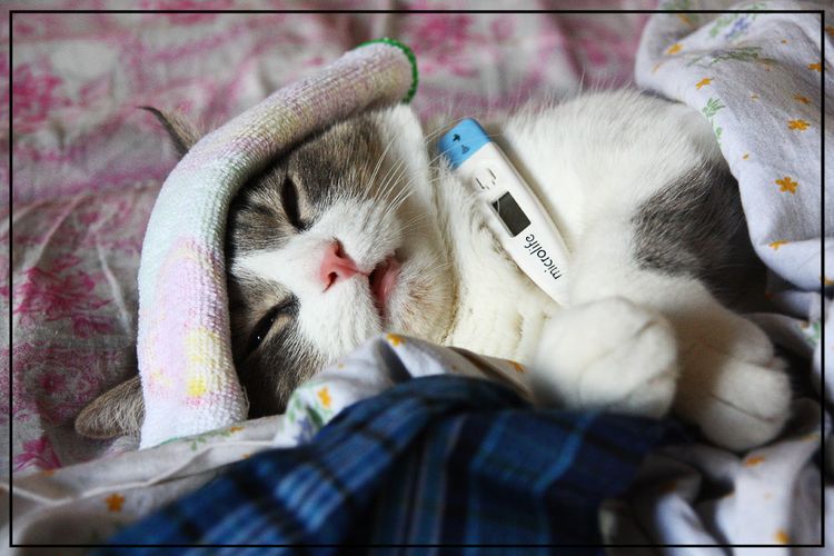 Un chat avec un thermomètre