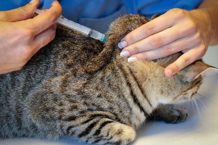 Une injection dans la nuque du chat