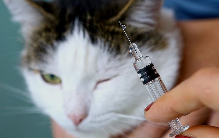 Injection pour chat