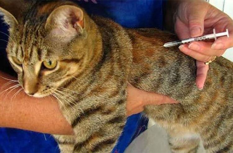 Injections pour un chat