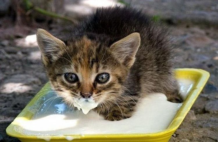 Le chaton boit du lait