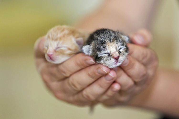 Des chatons dans le creux de votre main