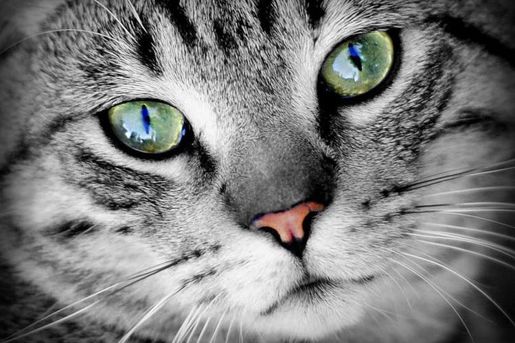 Un chat aux yeux verts