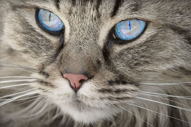 Un chat aux yeux bleus