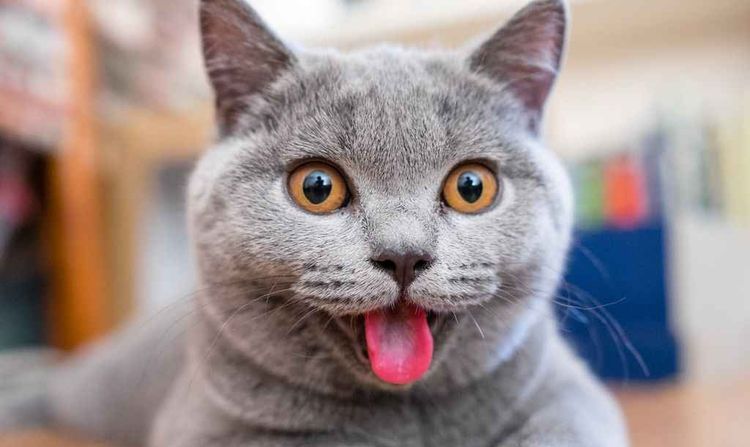 Le chat tira la langue.