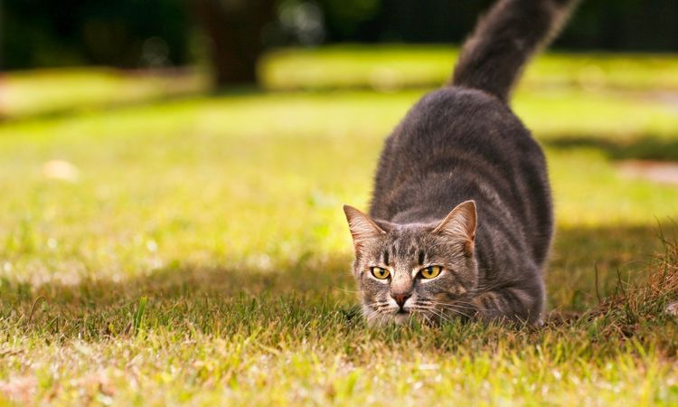 Un chat à la chasse