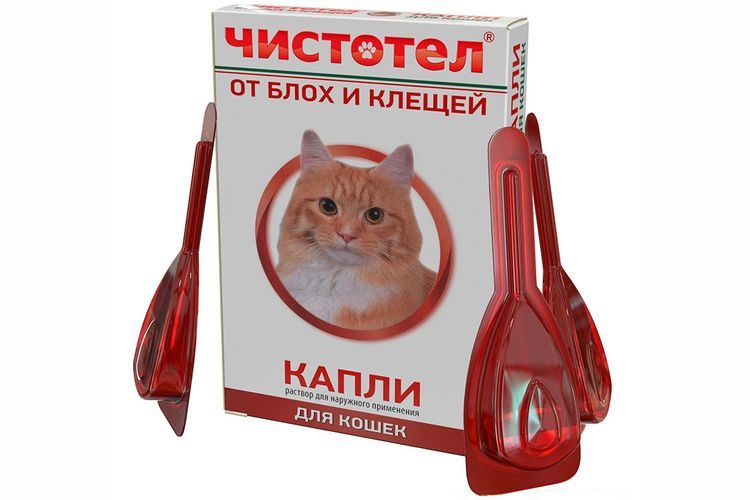 Gouttes de chélidoine pour chats