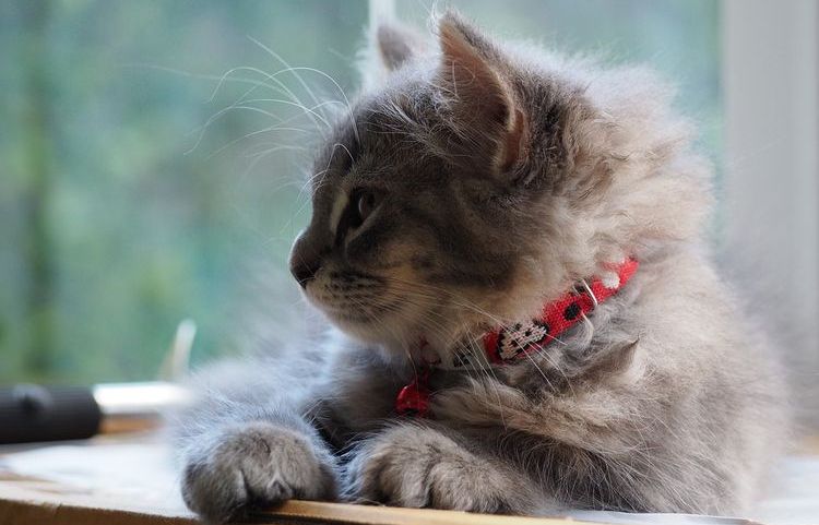 Chaton duveteux avec un collier