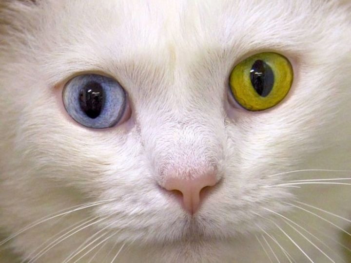 Chat blanc aux yeux vairons