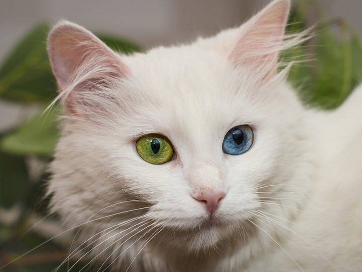 Chat blanc aux yeux vairons