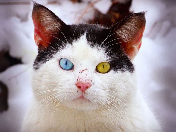 Un chat aux yeux différents