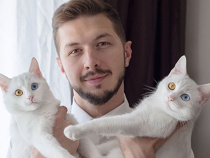 Chats aux yeux différents