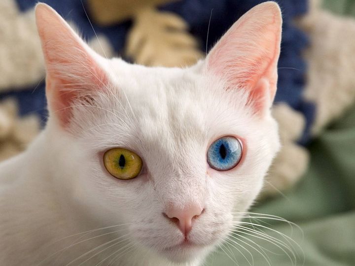 Monochromatisme chez les chats