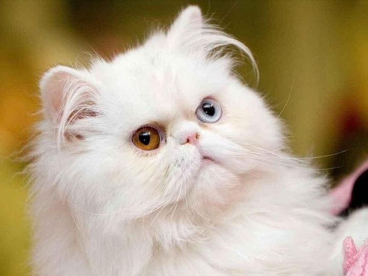 Un chat duveteux aux yeux différents