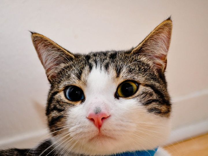 Un chat aux yeux différents