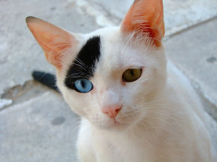 Un chat aux yeux différents
