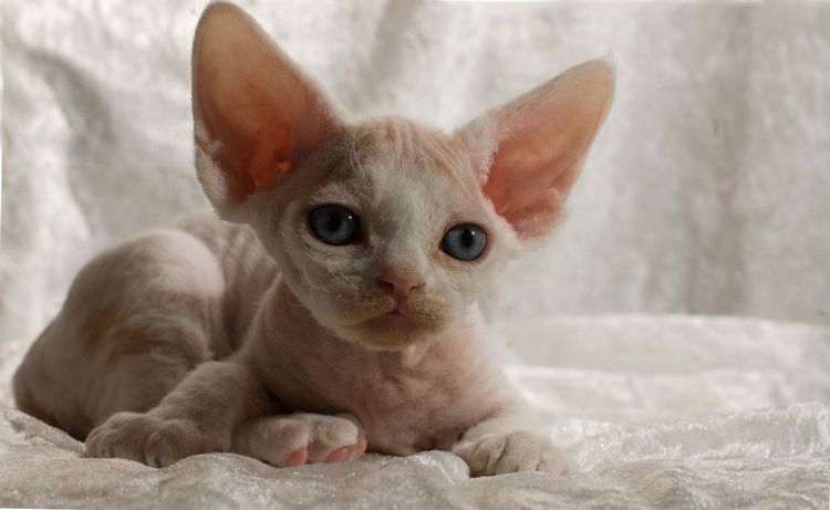 chaton Devon Rex