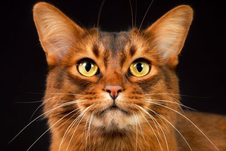 Somalien (Abyssinien à cheveux longs)