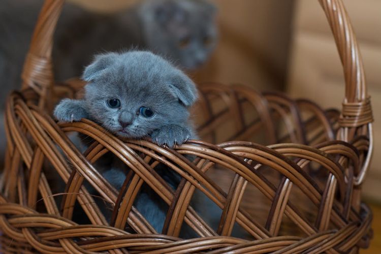 Un chaton triste dans un panier