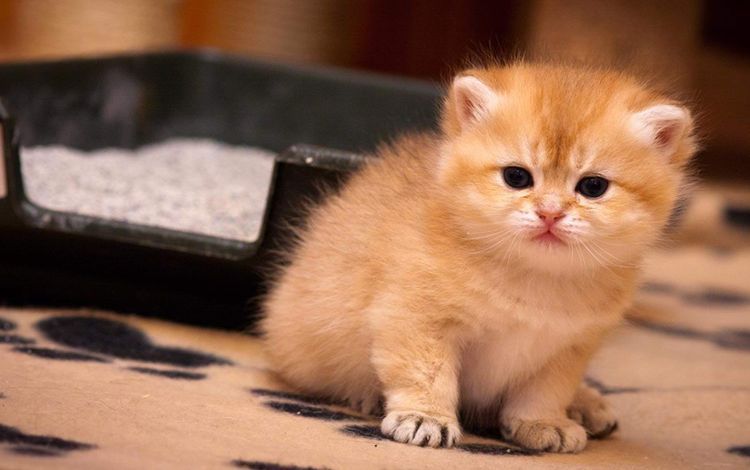 Un chaton roux près d'une litière