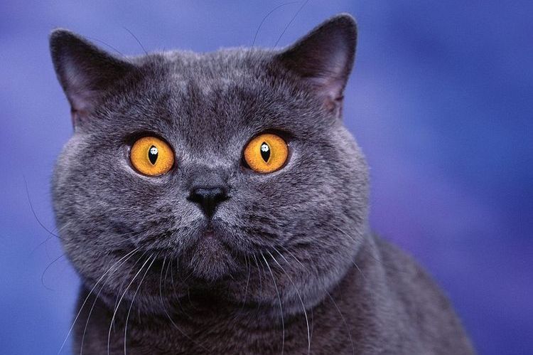 Poil court britannique