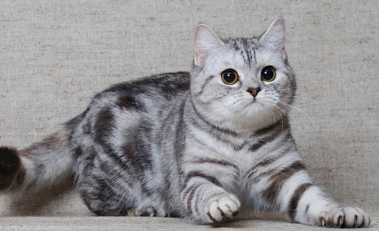 Chat Scottish Fold (Scottish Fold)